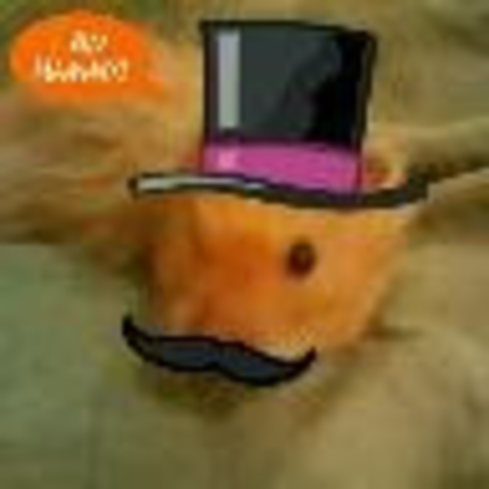 Meet your Posher, Preston